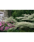 Cornus Variegata використання в композиції